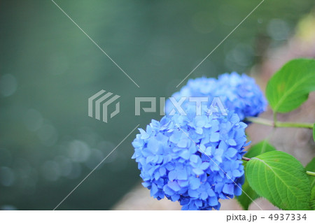 紫陽花 4937334