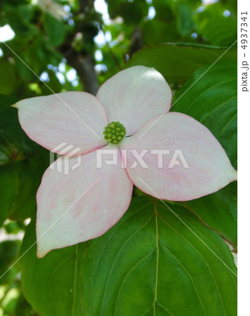 ヤマボウシの花 4937341