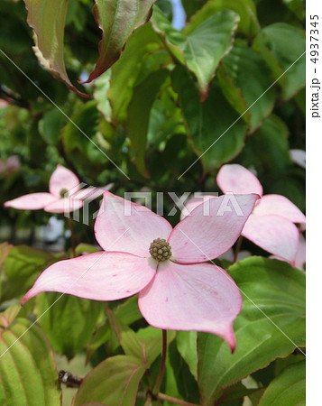 ヤマボウシの花 4937345