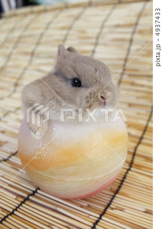 ネザーランドドワーフの仔うさぎ 4937433