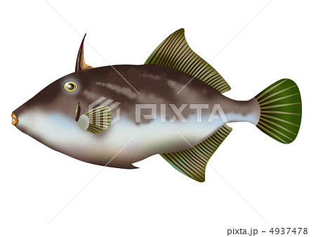 ウマヅラハギ 4937478