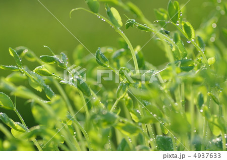 豆苗 4937633