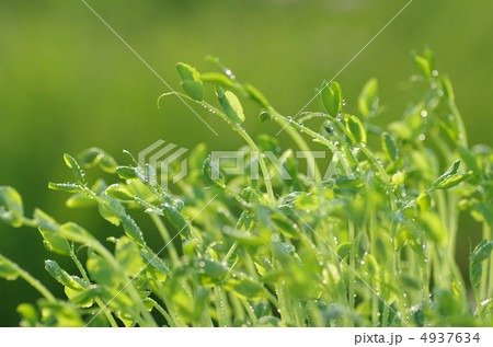 豆苗 豆苗 4937634