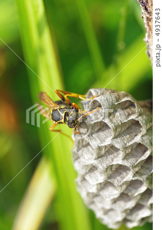 アシナガバチ 4937643