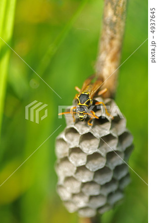 アシナガバチ 4937645