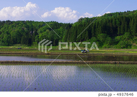 春の水田 4937646