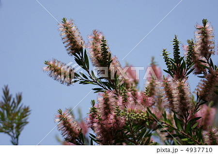 ブラシの木 和名は花槇 ピンクはあまり見ませんね。 ブラシの木 和名は花槇 ピンクはあまり見ませんね。 4937710