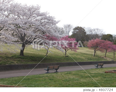 こどもの国桜 こどもの国桜 4937724