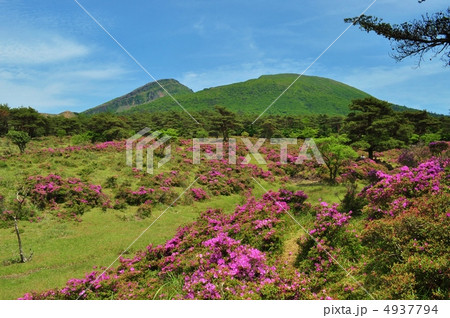満開のミヤマキリシマと韓国岳(からくに岳) 満開のミヤマキリシマと韓国岳(からくに岳) 4937794