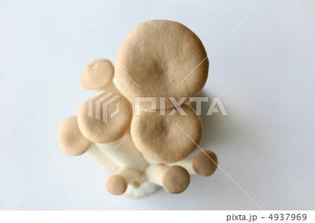 エリンギ 4937969