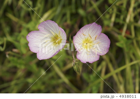 モモイロヒルザキツキミソウ 4938011