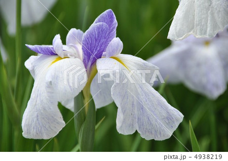 ハナショウブ ハナショウブ 4938219