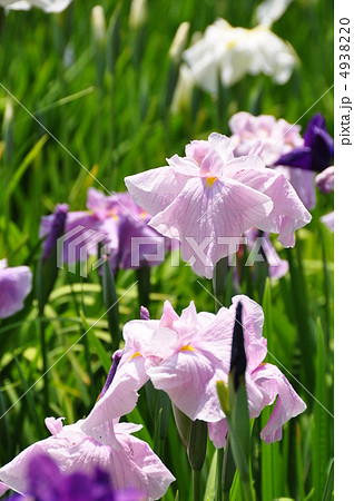 ハナショウブ ハナショウブ 4938220