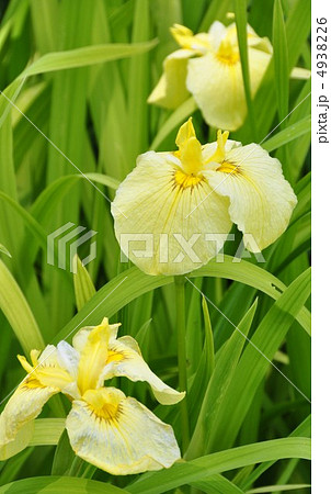 ハナショウブ 4938226