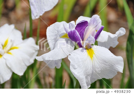 ハナショウブ 4938230