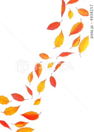 桜の紅葉 桜の紅葉 4938257