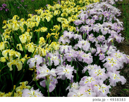 ６月になると開花する加茂の菖蒲園 4938383