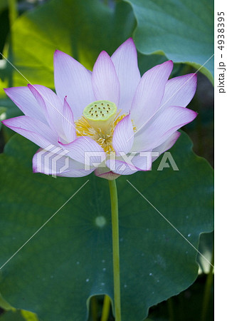 蓮の花 4938395