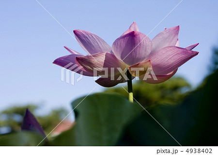 蓮の花 4938402