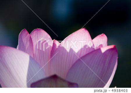 蓮の花 蓮の花 4938403