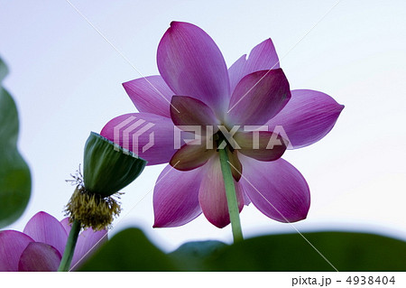 蓮の花 蓮の花 4938404