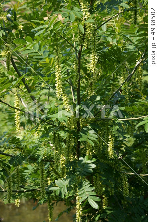 支那沢胡桃　翼のような実が風に舞っています。 4938502