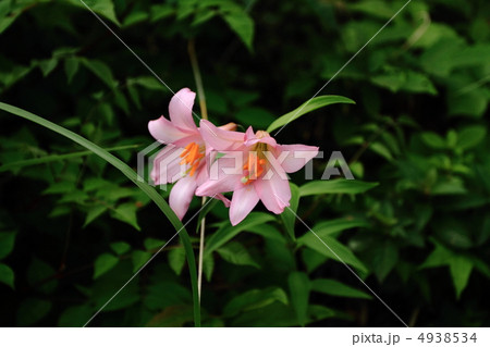 ひめさゆり 4938534