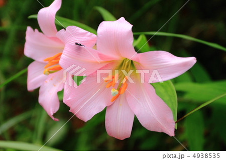 ひめさゆり ひめさゆり 4938535