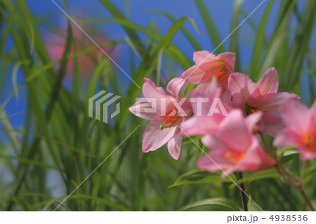 ひめさゆり ひめさゆり 4938536
