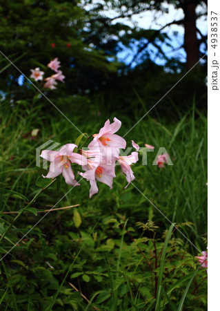 ひめさゆり 4938537