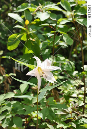 ササユリ 4938565