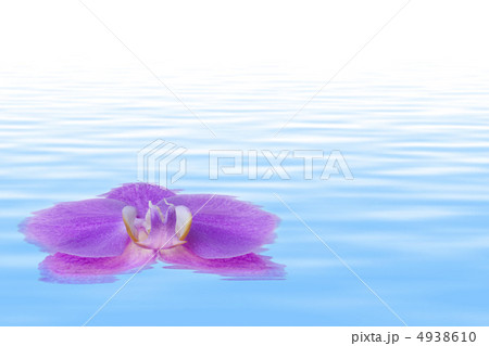 蘭の花 4938610