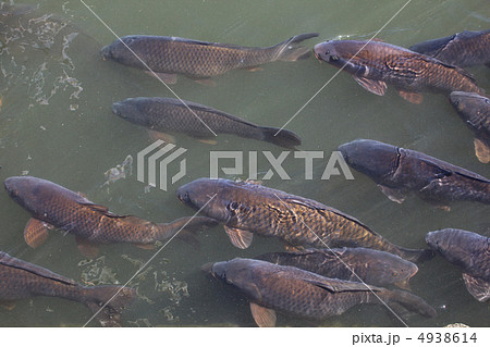 真鯉群れ 4938614