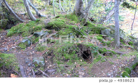 森の風景01横 森の風景01横 4938623