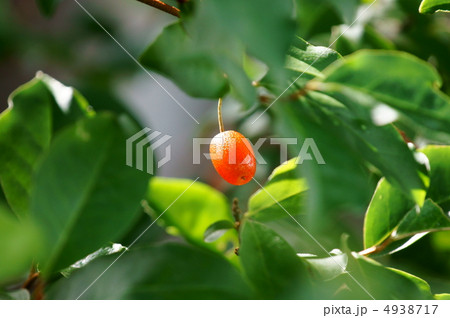 茱萸の実 見~つけた❢ 茱萸の実 見~つけた❢ 4938717