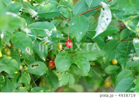 茱萸の実　見～つけた❢ 4938719