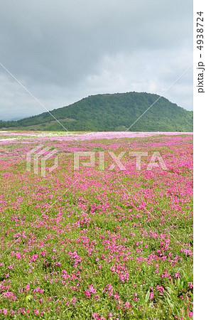 茶臼山高原の春　芝桜の丘 4938724