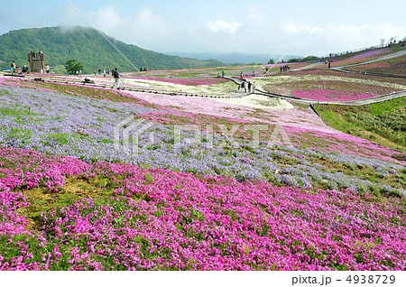 茶臼山高原の春　芝桜の丘 4938729