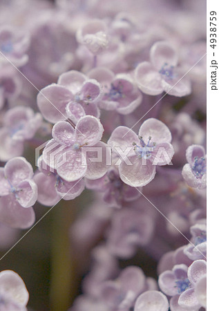 オタフクアジサイ 4938759