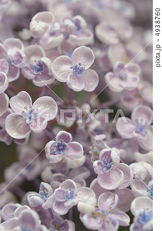 オタフクアジサイ 4938760