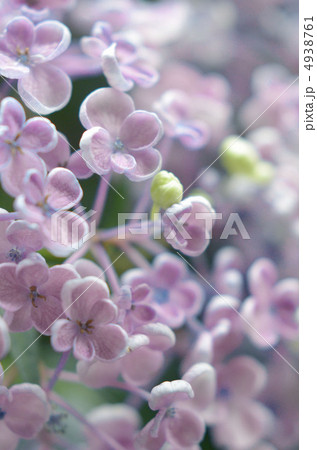 オタフクアジサイ 4938761