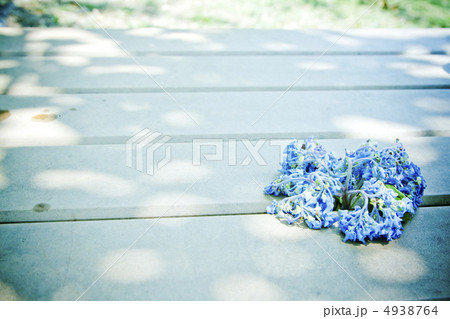 紫陽花 紫陽花 4938764