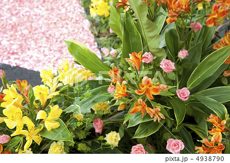 アルストロメリア 4938790