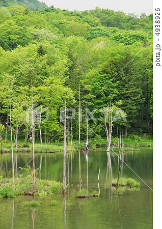 新緑の湖畔 新緑の湖畔 4938926