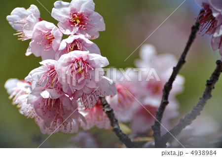 桜 桜 4938984