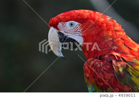 アカコンゴウインコ アカコンゴウインコ 4939011