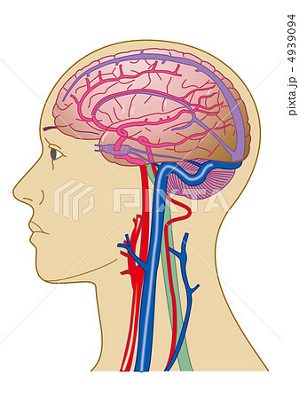 脳と血管のイラスト素材