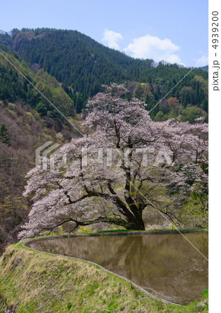 駒つなぎの桜 4939200