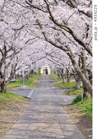 桜のアーチ@円応寺 桜のアーチ@円応寺 4939229