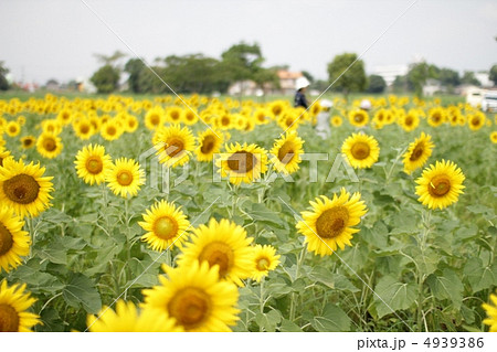 ひまわり畑 4939386